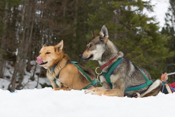 Lupo und Merlin