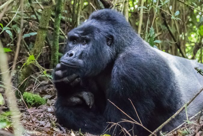 Berggorilla im Bwindi Impenetrable National Park - Uganda